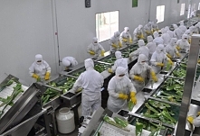This is the production line of aloe pulps. we can see the workers to pick the leaves of aloe leaves