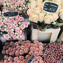 Róże, wszędzie róże...