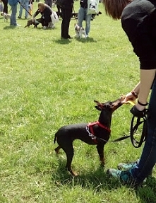 Jak pokonujemy lęki psa? Klik