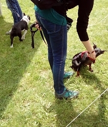 Jak radzimy sobie z agresją do psów? Klik