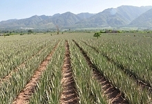 We have our own aloe farms. It is very large. Many aloe plants are planted here. This is where we provide raw materials indispensable. A lot of fresh aloe leaves are from there....
