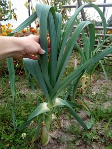 Por mi się udał :) już zjedzony w sałatce mojego Taty z serem żółtym, jajkiem i majonezem.