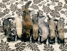 Cudem ocalony kotek został adoptowany przez fretki. Niesamowita przyjaźń!