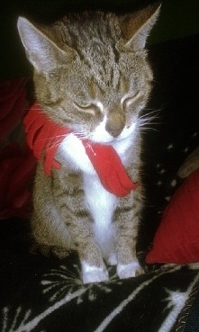 Zbliża się zima, czas założyć szalik.