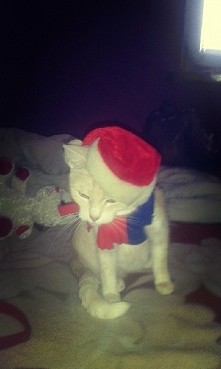 Hoł hoł hoł! Czy są tu jakieś grzeczne koty?