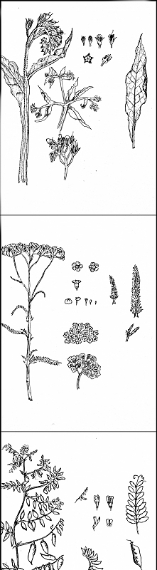 Kwiaty rysowane cienkopisem - ciąg dalszy
