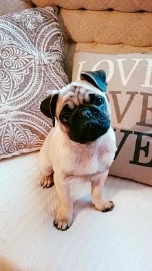 sweet pug
