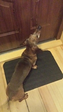 mój jamnior kochany