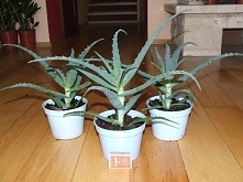 Aloes drzewiasty