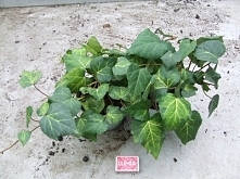bluszcz hedera