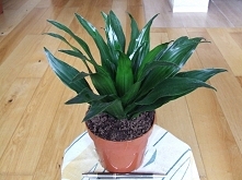 Dracena Fragrans Compacta
