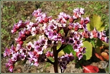 bergenia