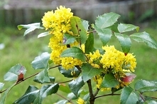mahonia