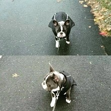 kurteczka zimowa dla psa