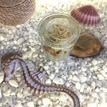 Zapraszamy do konkursu! Jedną z nagród jest właśnie taka żelowa świeczka w stylu morskim ręcznie wykonana! Po więcej kliknij w zdjęcie!