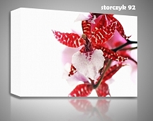 Piękne kwiaty zawsze będą ozdobą domu. A jeżeli kwiaty będą na płótnie canvas? Napisz do nas rakbis.biuro@gmail.com