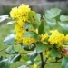 mahonia