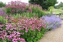 Tak może wyglądać nasz ogród jesienią, jeśli skomponujemy go z gatunków tych roślin, których okres kwitnienia przypada właśnie teraz. Na zdjęciu, w roli głównej: jeżówka.