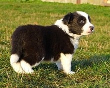 Czyż nie jest piękny? Malutki Border Collie :)