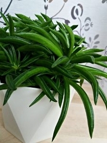 Jeśli poszukujecie ciekawych, niestandardowych i co najważniejsze odpornych na brak wody kwiatów na wesele to koniecznie powinniście zainteresować się sukulentami. O tym jak wyk...