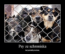 POMAGAJMY!!! olx.pl ...nakarm-psa LINK W KOMENTARZU.