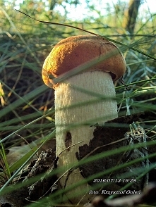 kozak czerwony - Krzysztof Goleń Poniatowa