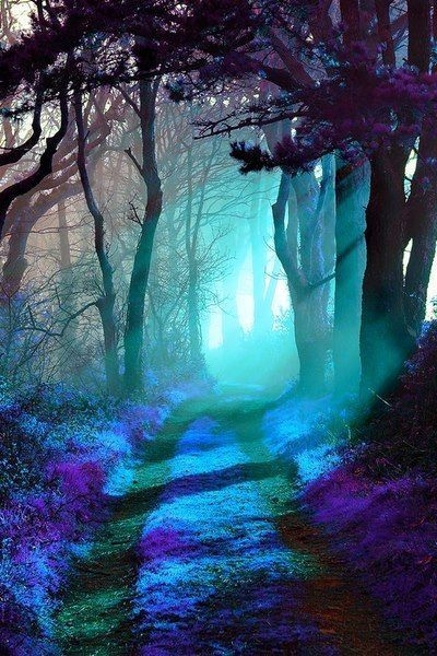 magic forest path