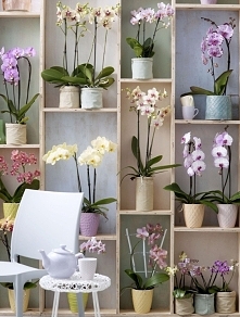 Chętnie przygarnę od Mikołaja storczyka do mojej kolekcji. Będzie to trafiony prezent z którego z pewnością się uciesze.