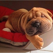 Siemanko grubasku :D