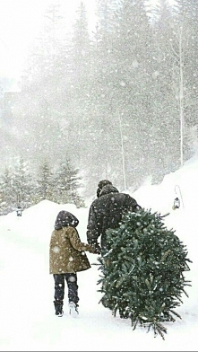 Macie już choinkę?;)