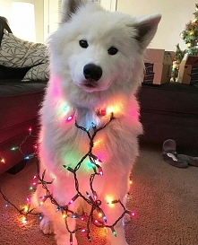 zwierzęta i święta