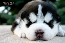 2 tygodniowe szczenię Siberian Husky.