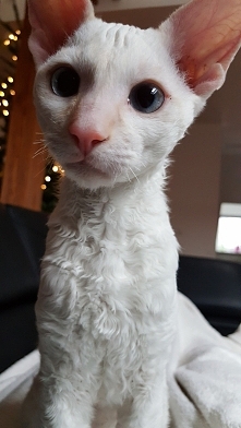 zaciekawiony Marcelek