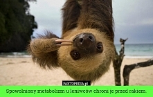 leniwce