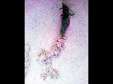 Kadoel &amp; Hosan - M!losc