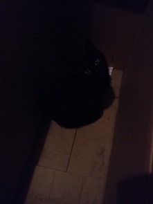 Przybłąkała się do mnie kot...