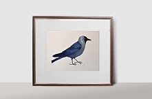 Kawka, akwarela, 30x22 cm