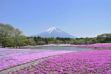 Hitsujiyama Shibazakura Park. Przepiękny kwiatowy park w Japonii w prefekturze Saitamo.