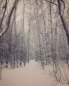 #winter #view #wonderful #forest #poland