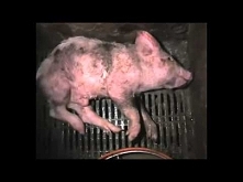 Czego producenci mięs nam n...