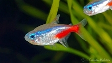 Neon Innesa - Paracheirodon innesi