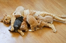 mama
