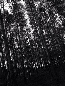 #forest#foto#wellpaper