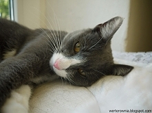 kocia inspiracja na blogu!