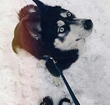 macie chwile czasu?  lub nudzi wam się?  polecam wycieczkę do schroniska i zabranie na spacer zwierzaka :) widząc szczęście takiego psiaka aż robi się cieplutko na serduchu!