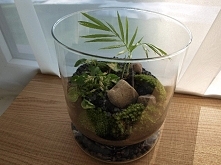 Wazon Spring jako roślinne terrarium z mchem