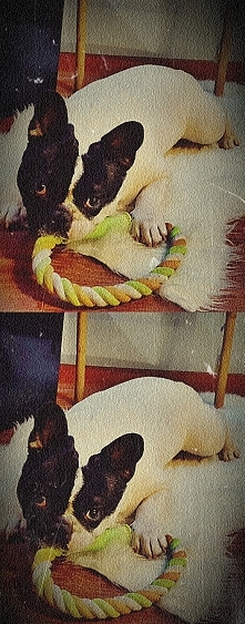 ...love of French Bulldogs