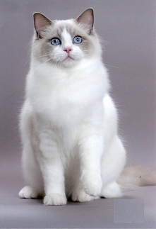 ragdoll