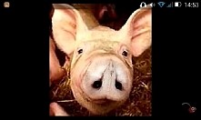 znajdź tu sowe (podpowiedź ...