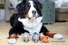 Gdybym mogła odrodzić się jako pies, byłabym berneńskim psem pasterskim. Ten piękny futrzak pasuje doskonale do mojej osobowości. Ma piękną posturę, jest ogromnym miśkiem, pełny...